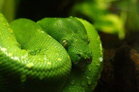 ਆ Seribu mimpi ular hijau  ஔ 