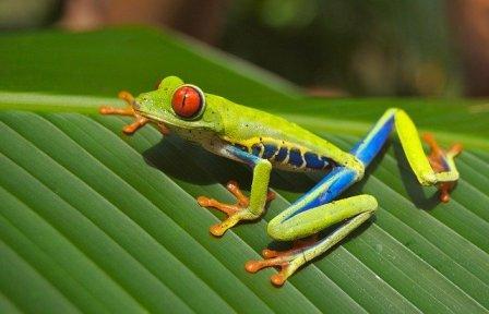 Arti Mimpi Katak Kodok Menurut Primbon Baik Dan Buruk Menurut Para Ahli