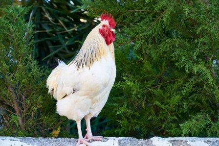 16+ Arti Mimpi Dikasih Ayam Jago Putih